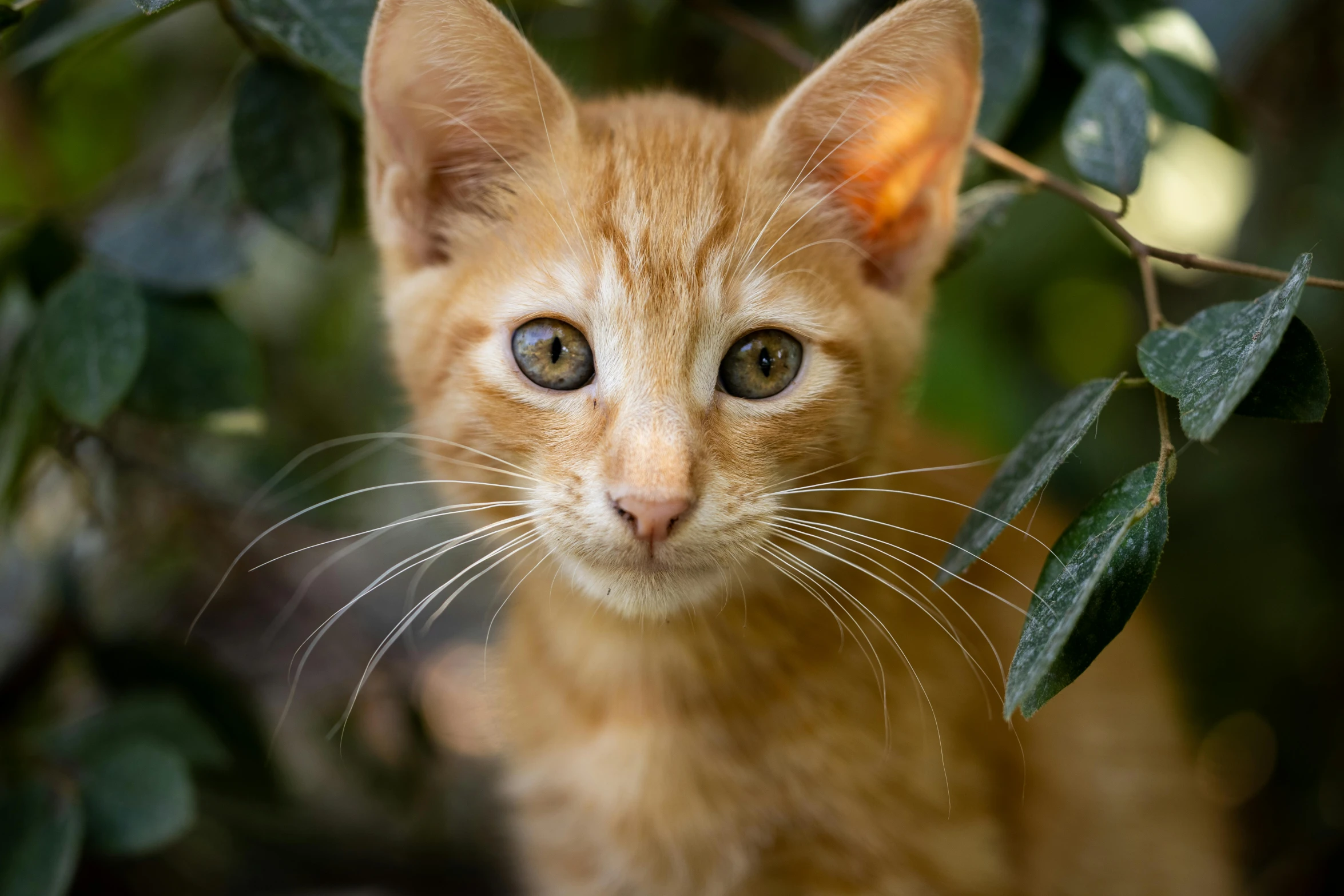 a close up of a cat looking at the camera, by Brian Thomas, unsplash, amongst foliage, miniature kitten, avatar image, orange head