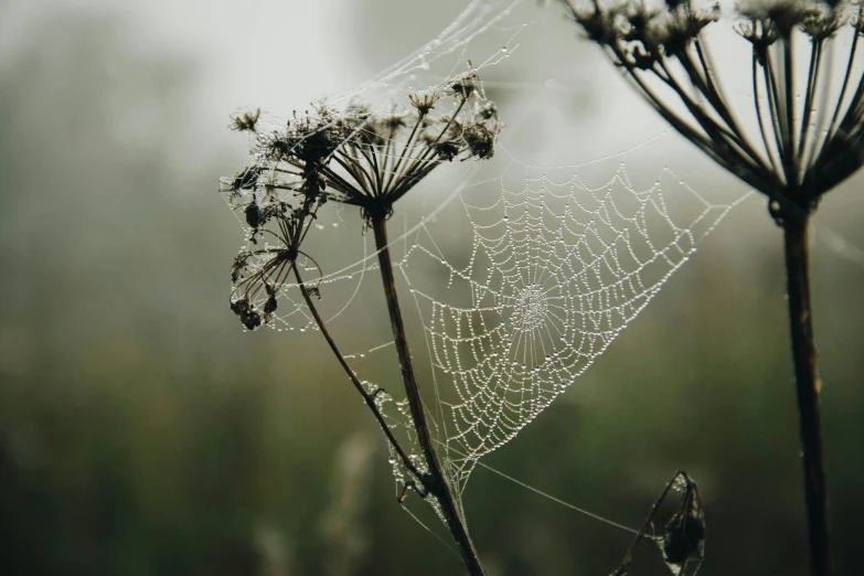 a close up of a spider web on a plant, unsplash, romanticism, grey mist, dressed in a medieval lacy, james webb, background image