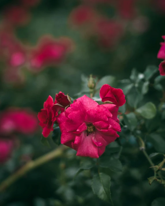 a bunch of red flowers sitting on top of a lush green field, unsplash, romanticism, photo of a rose, manuka, high quality image”