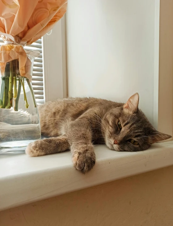 a cat laying on a window sill next to a vase of flowers, profile image, day time, petspective room layout, grey