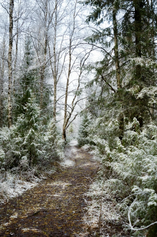 a forest filled with lots of trees covered in snow, a portrait, slide show, pathway, panoramic, grey