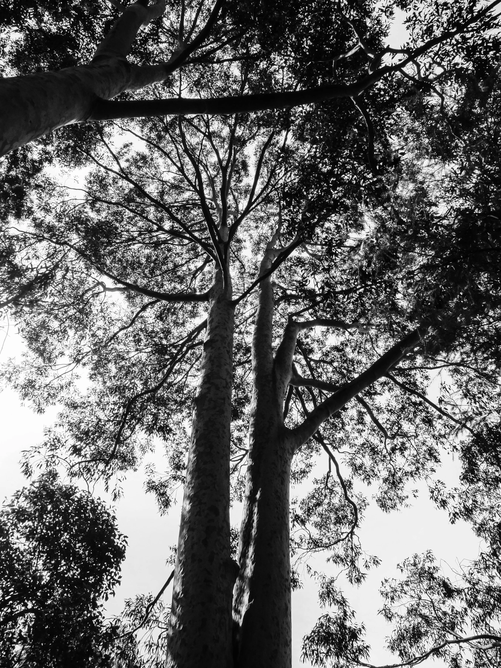 a black and white photo of tall trees, by Ingrida Kadaka, two hang, high contrast!!, jonathan ivy, exotic trees