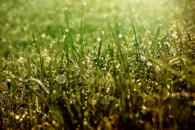 a field of grass with water droplets on it, with lots of glittering light, verdant gradient, shiny skin”