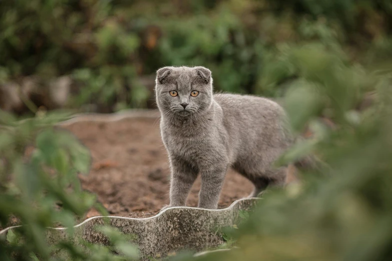 a cat that is standing in the dirt, a pastel, by Julia Pishtar, pexels contest winner, grey metal body, scottish fold, in the countryside, outdoor photo