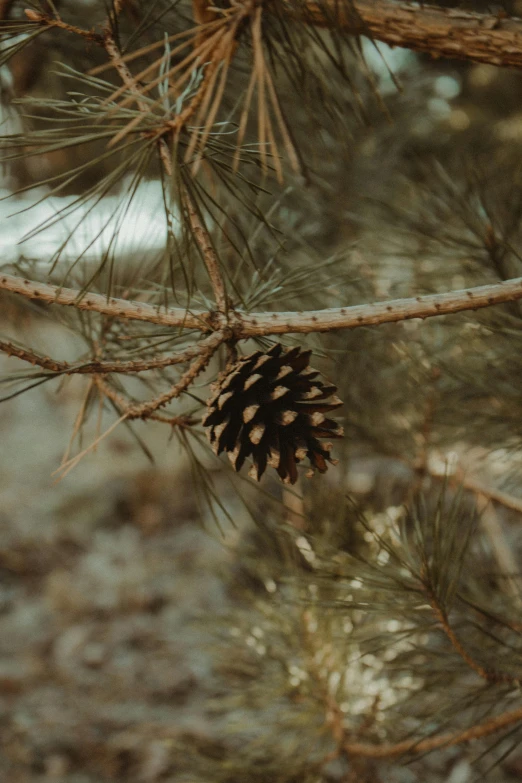 a pine cone hanging from a tree branch, unsplash, cinematic still frame, multiple stories, vanilla, modeled