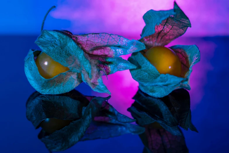 a couple of fruit sitting on top of a table, art photography, gold green blue purple, bioluminescent plants, battered, basil gogos