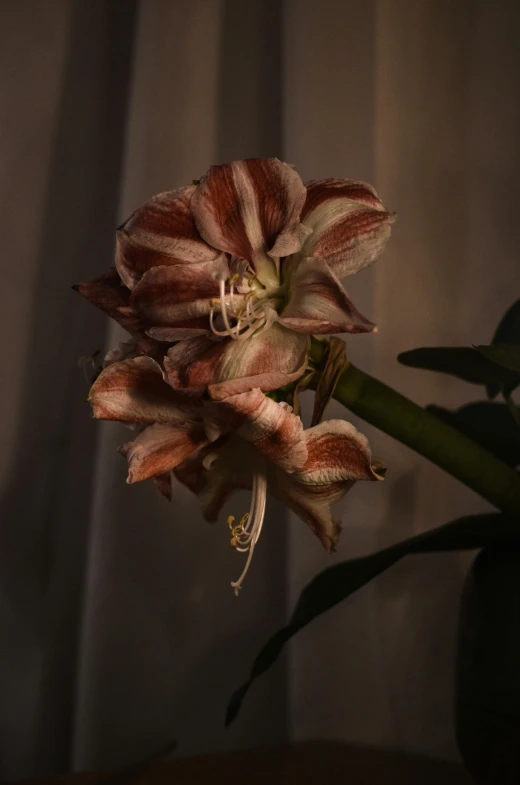 a close up of a flower in a vase on a table, by Joan Ayling, unsplash, photorealism, exotic alien flora, dark sienna and white, very ornamented, at nighttime