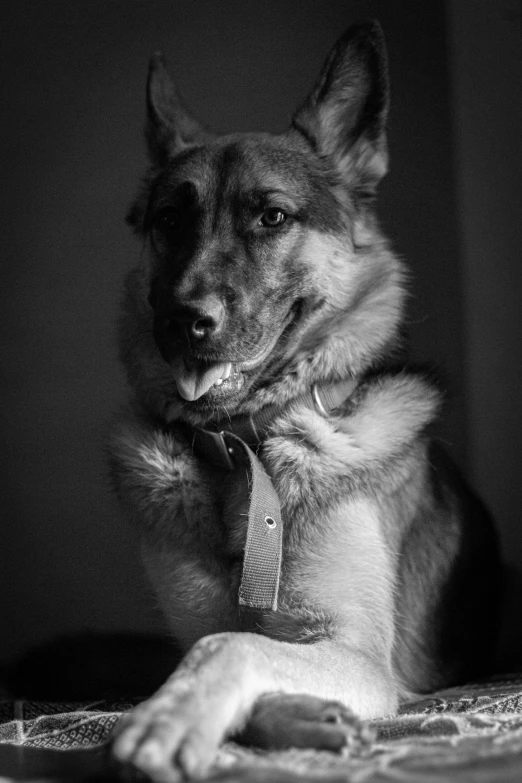 a black and white photo of a dog, by Adam Marczyński, he has big knives on his belt, warm and gentle smile, german shepherd, mixed animal
