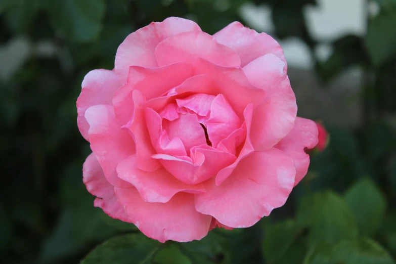 a pink rose is blooming in a garden, by Gwen Barnard, pexels contest winner, fan favorite, paul barson, close up front view, e. h. beatrice blue