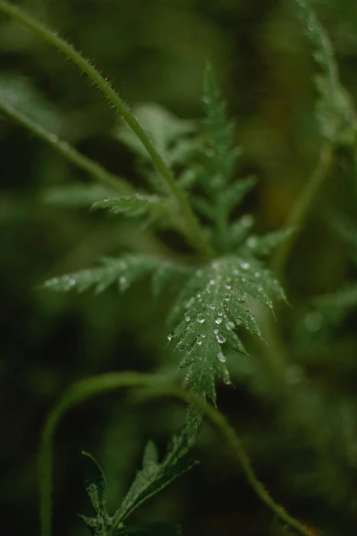 a close up of a plant with water droplets on it, inspired by Elsa Bleda, unsplash, renaissance, fern, medium long shot, marijuana ) wet, music video