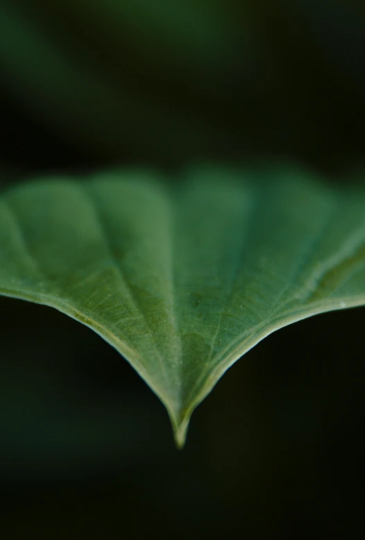 a close up of a leaf on a plant, a macro photograph, unsplash, hurufiyya, medium format. soft light, dark green, curved, paul barson
