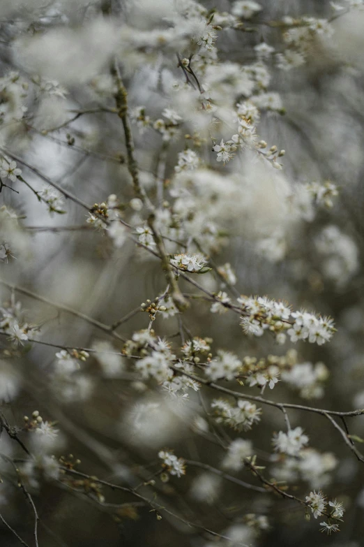 a bird sitting on top of a branch of a tree, inspired by Elsa Bleda, trending on unsplash, tonalism, white blossoms, weeping willows, paul barson, photograph of april