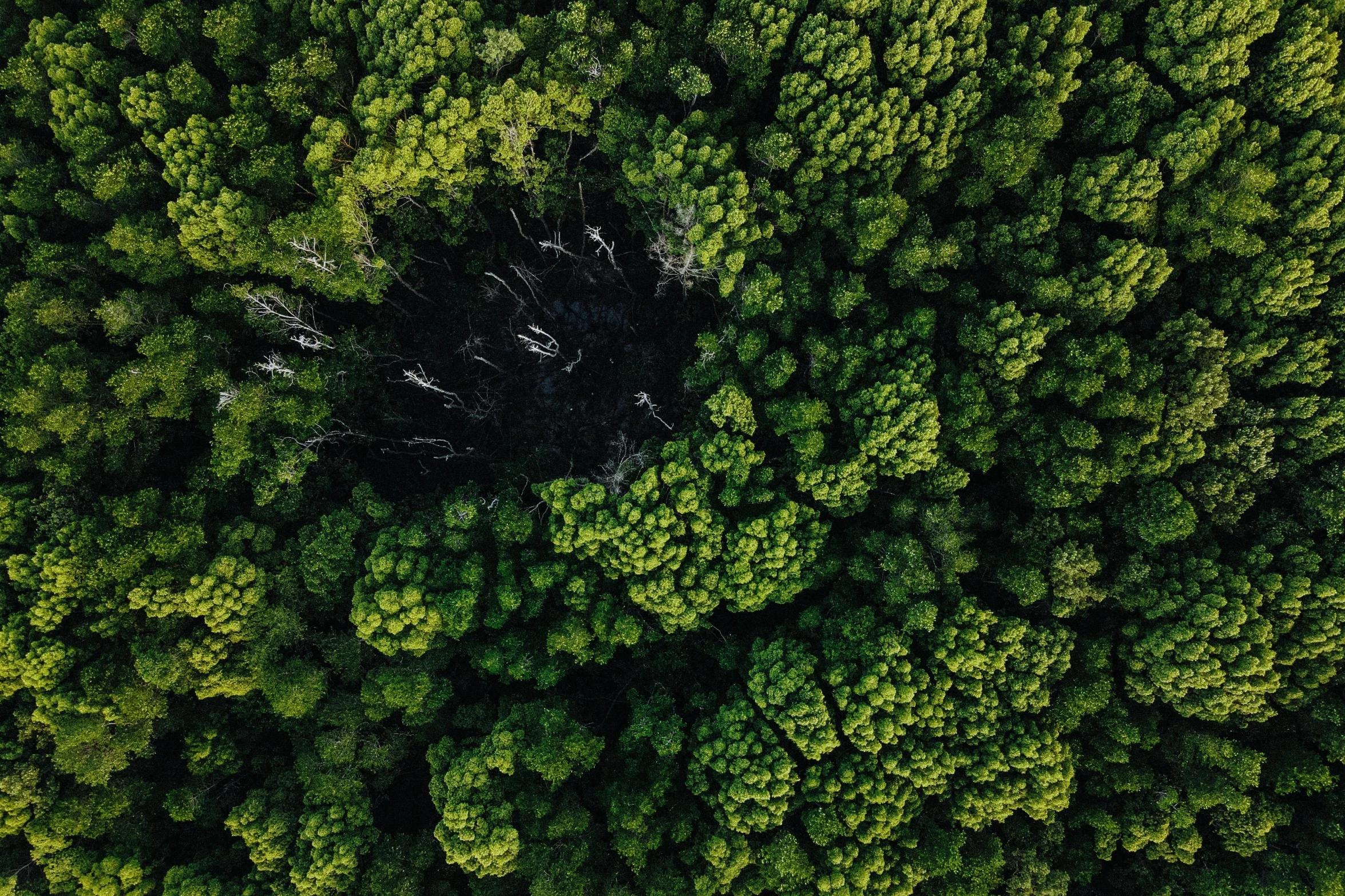 a bird's eye view of a green forest, by Peter Churcher, unsplash contest winner, hurufiyya, black and green, ((trees))