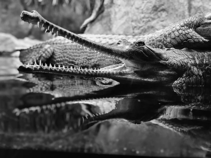 a black and white photo of a crocodile, a black and white photo, by Matija Jama, unsplash, photorealism, mirrored, fine art print, scaly!!!, relaxing after a hard day