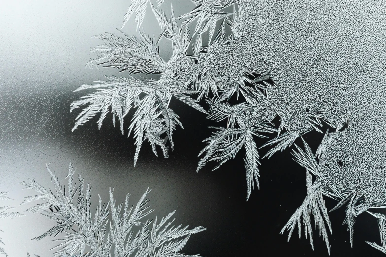 a close up of frost crystals on a window, pixabay, photorealism, on black background, hyperdetailed twigs and plants, 3 d close - up, shusei nagaoka