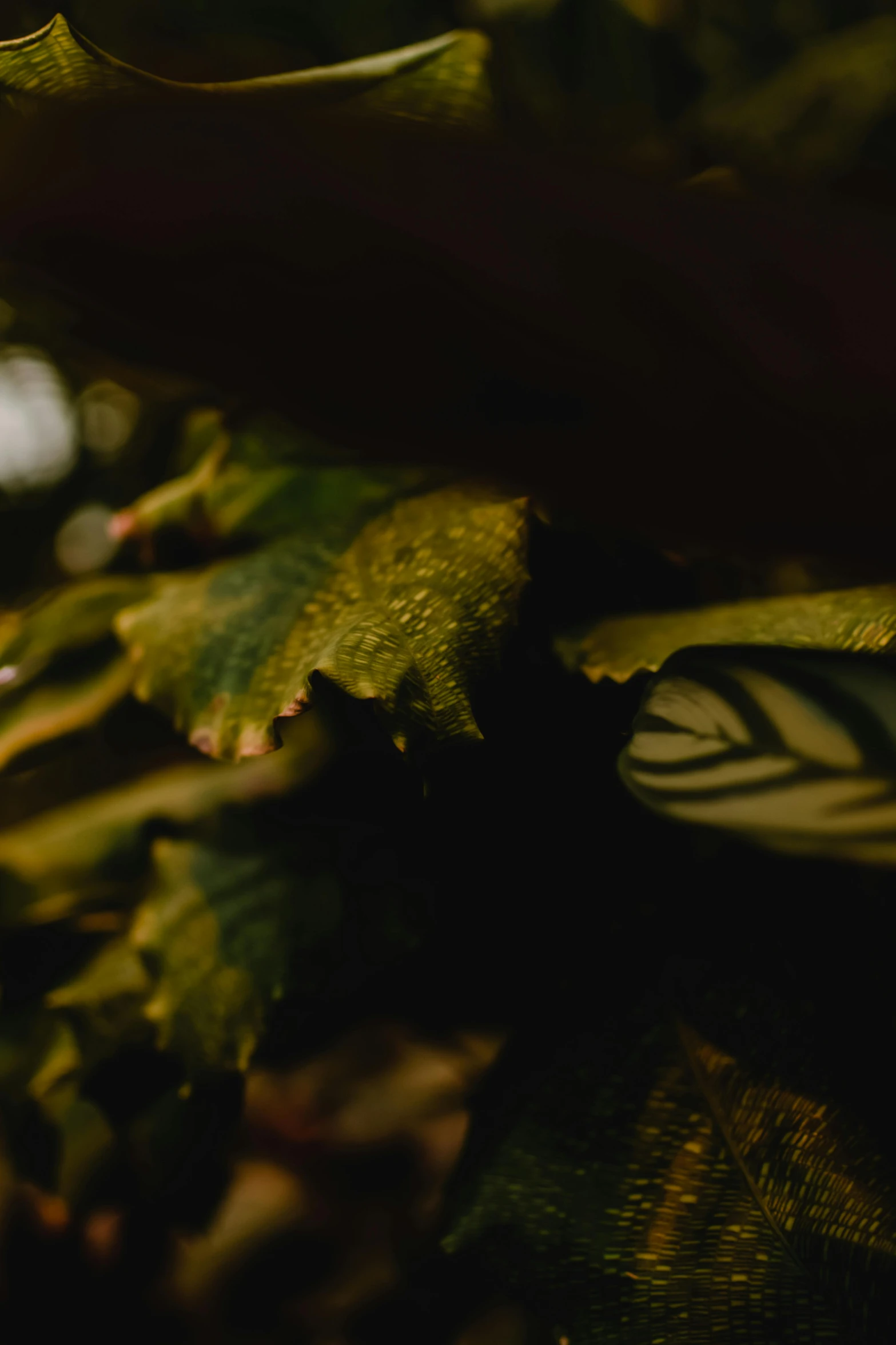 a butterfly sitting on top of a leaf covered tree, a macro photograph, inspired by Elsa Bleda, unsplash, night photo, hasselblad film bokeh, 35mm —w 1920 —h 1080, branches and ivy