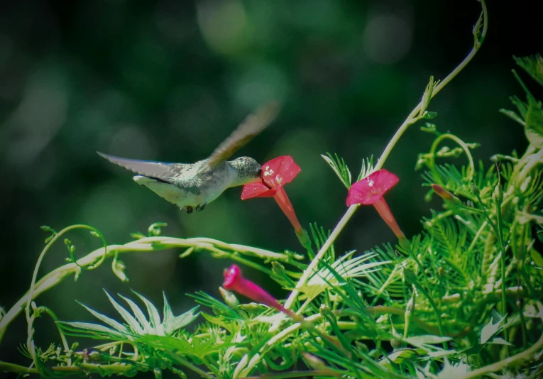 a bird that is flying in the air, a colorized photo, by Carey Morris, pexels contest winner, hurufiyya, lush plants and flowers, ( ( ( kauai ) ) ), grey, pink white and green