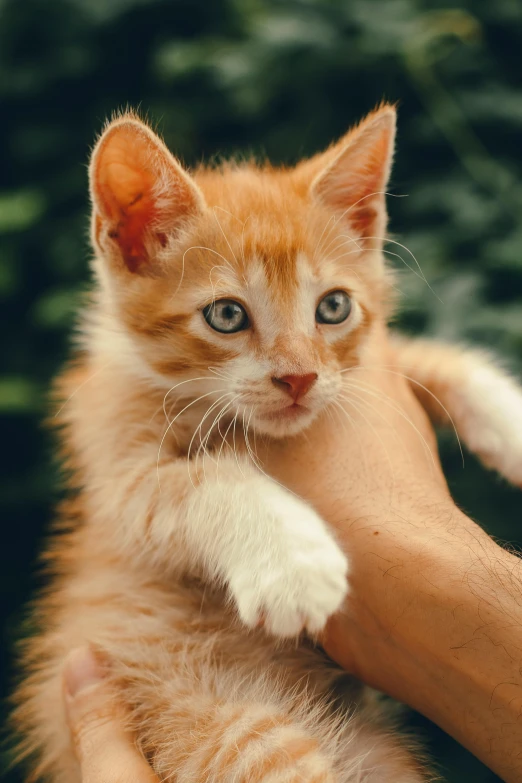 a close up of a person holding a kitten, by Niko Henrichon, orange cat, looking towards camera, commercially ready, information