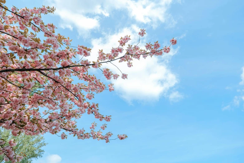 a tree with pink flowers against a blue sky, by Carey Morris, pexels contest winner, partly cloudy sky, cherry, al fresco, heavens