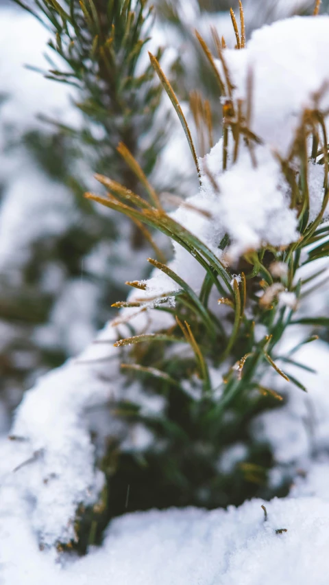 a close up of a pine tree covered in snow, by Carey Morris, pexels, thumbnail, 8k 50mm iso 10, digital image, manuka