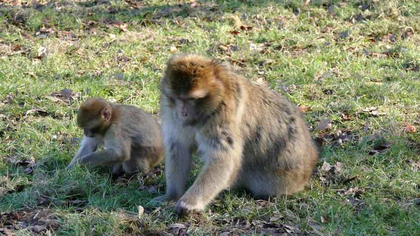 a couple of monkeys sitting on top of a lush green field, profile image