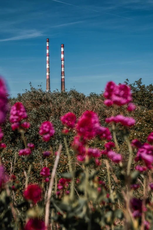 a field of purple flowers with two chimneys in the background, an album cover, by Carlo Martini, unsplash, power plants, ireland, thumbnail, port