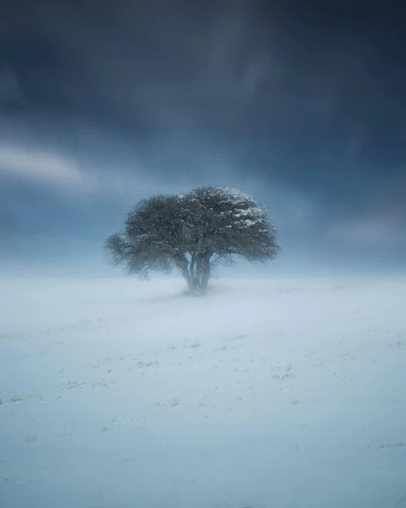 a lone tree in the middle of a snow covered field, an album cover, unsplash contest winner, blue fog, 5 0 0 px, dark, foggy room