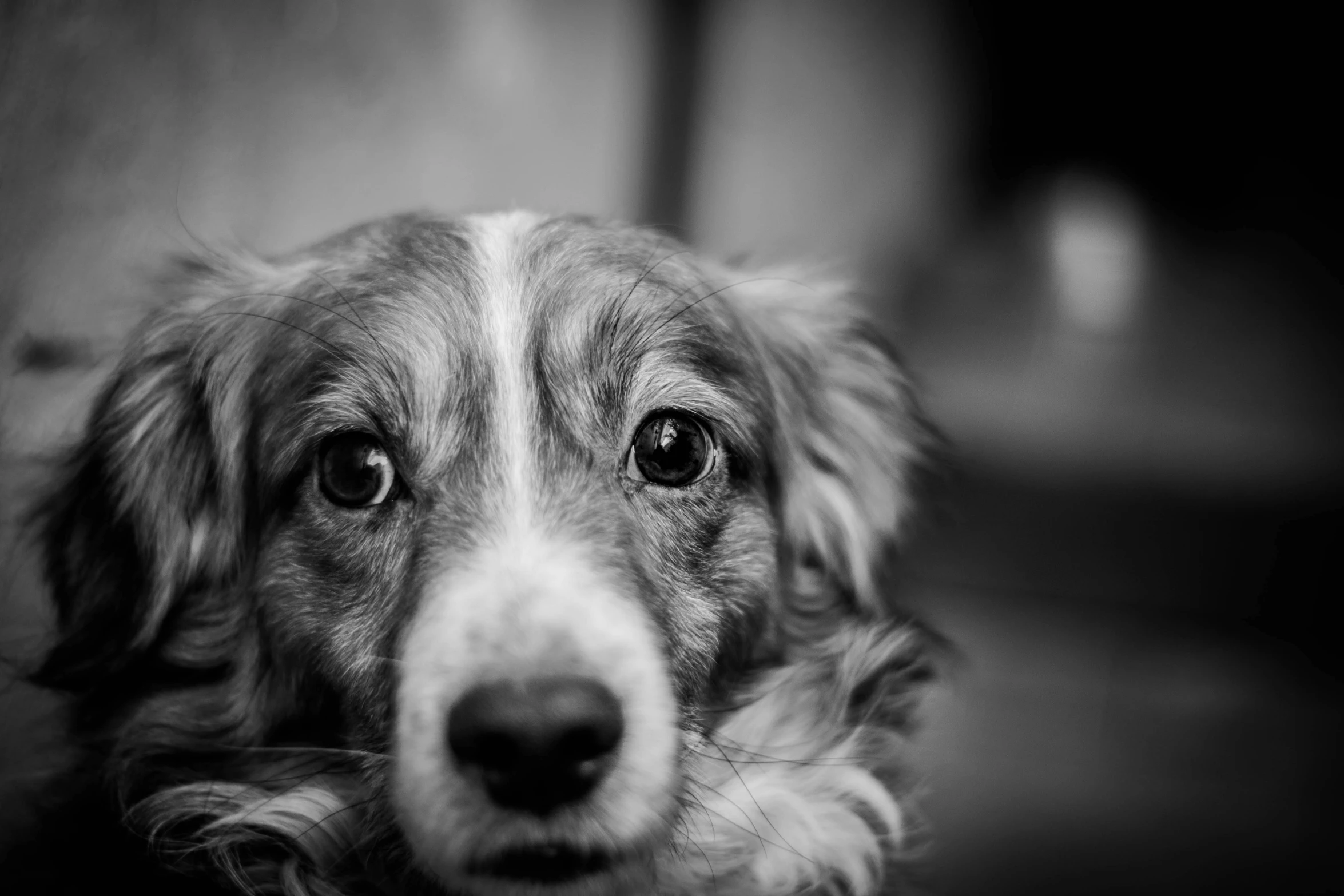 a black and white photo of a dog, by Adam Marczyński, pexels contest winner, breed corgi and doodle mix, alert brown eyes, photo taken in 2018, close-up!!!!!