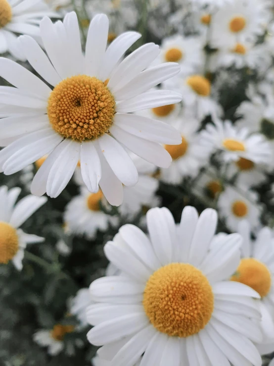 a bunch of white flowers with yellow centers, a picture, trending on unsplash, photorealism, 🍸🍋, instagram story, closeup photo, high-resolution photo