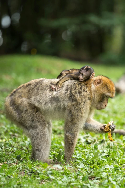 a couple of monkeys standing on top of a lush green field, slide show, marbella, mummy, malaysian