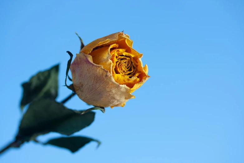 a close up of a flower with a blue sky in the background, an album cover, unsplash, hurufiyya, yellow rose, dried plants, high quality product image”, dressed in a worn