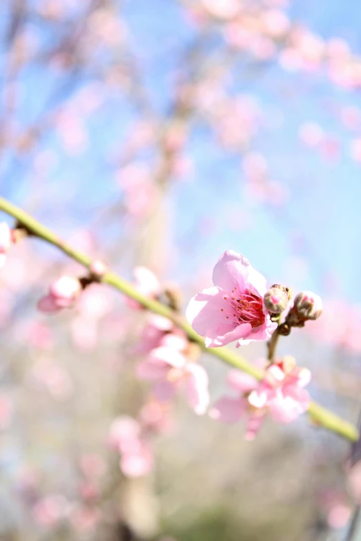 a close up of a flower on a tree, peach, promo image, february), trending in japan