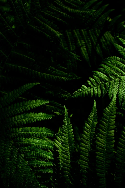 a close up of a plant with green leaves, an album cover, inspired by Elsa Bleda, unsplash, renaissance, tree ferns, in a dark forest low light, ignant, medium format. soft light