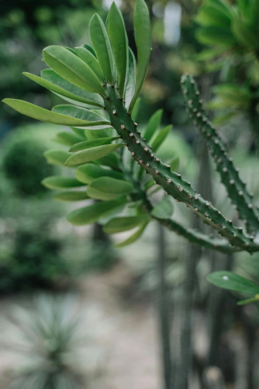 a close up of a plant with green leaves, sleek spines, tropical trees, no cropping, from afar