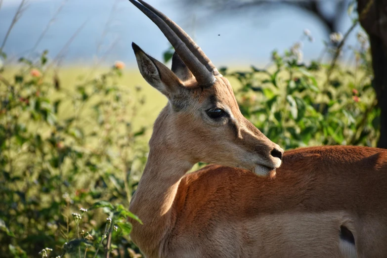 a gazelle standing on top of a lush green field, pexels contest winner, hurufiyya, sharp jawline, very kenyan, taken in the early 2020s, today\'s featured photograph 4k