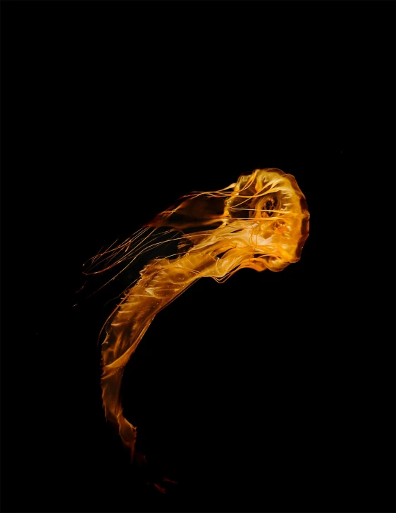 a jellyfish floating in the water at night, unsplash contest winner, art photography, hair made of fire, profile image, liquid gold, simplistic