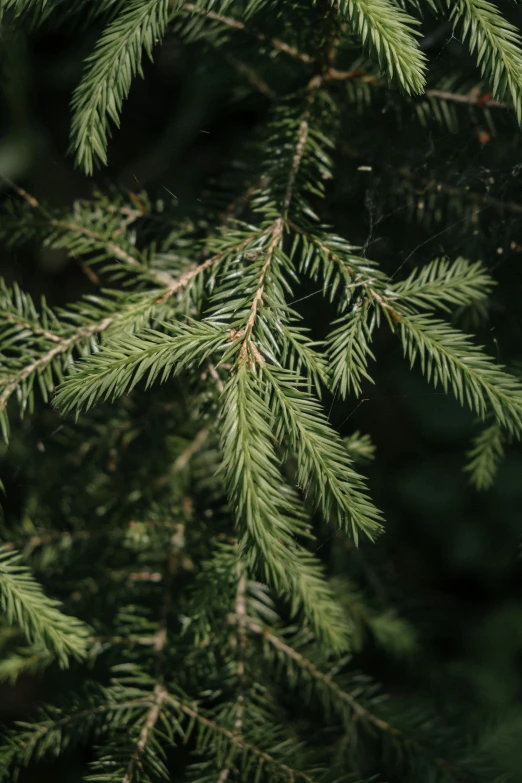 a close up of a pine tree branch, hemlocks, evenly lit, sustainable materials, dark green