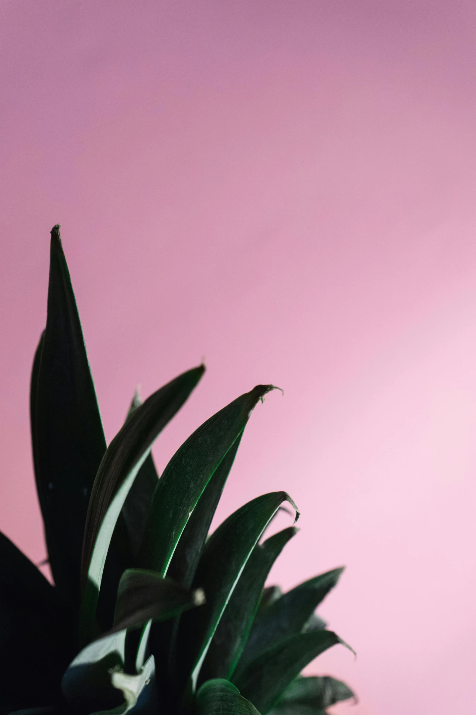 a close up of a plant against a pink background, trending on pexels, still life photo of a backdrop, poorly lit, bromeliads, gradient from green to black