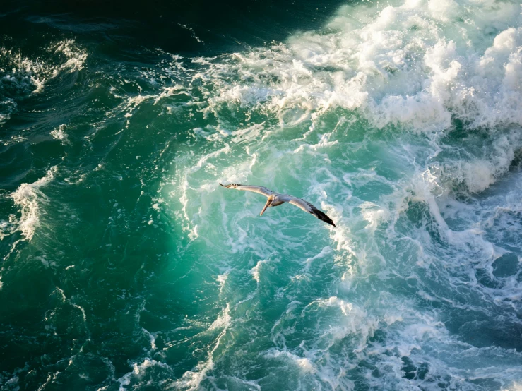 a bird flying over a wave in the ocean, pexels contest winner, hurufiyya, high angle, standing in a maelstrom, youtube thumbnail, bright sea