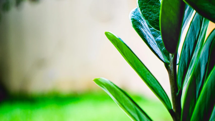 a close up of a plant with green leaves, by Julian Allen, unsplash, smooth clean surfaces, plants and patio, high key detailed, lawns