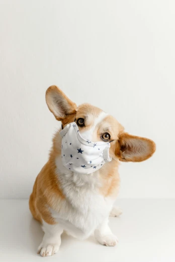 a brown and white dog wearing a face mask, a picture, by Emma Andijewska, shutterstock, high key, made of lab tissue, corgi, bl