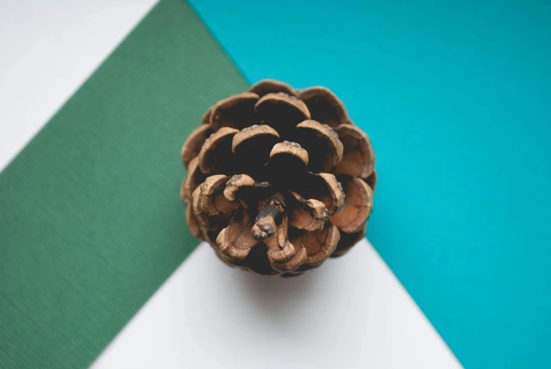 a pine cone sitting on top of a table, inspired by Andy Goldsworthy, trending on unsplash, arts and crafts movement, cyan and green, material design, from the front, a wooden