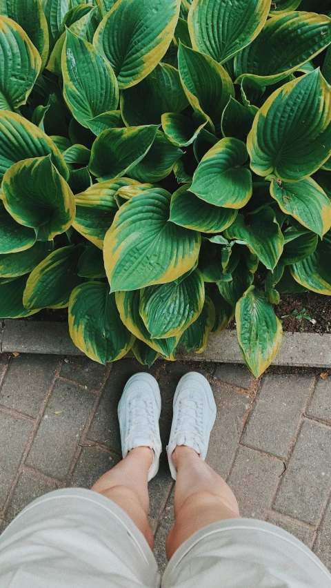 a person standing in front of a plant, by Carey Morris, unsplash contest winner, slippers, light grey blue and golden, high angle shot, bright castleton green