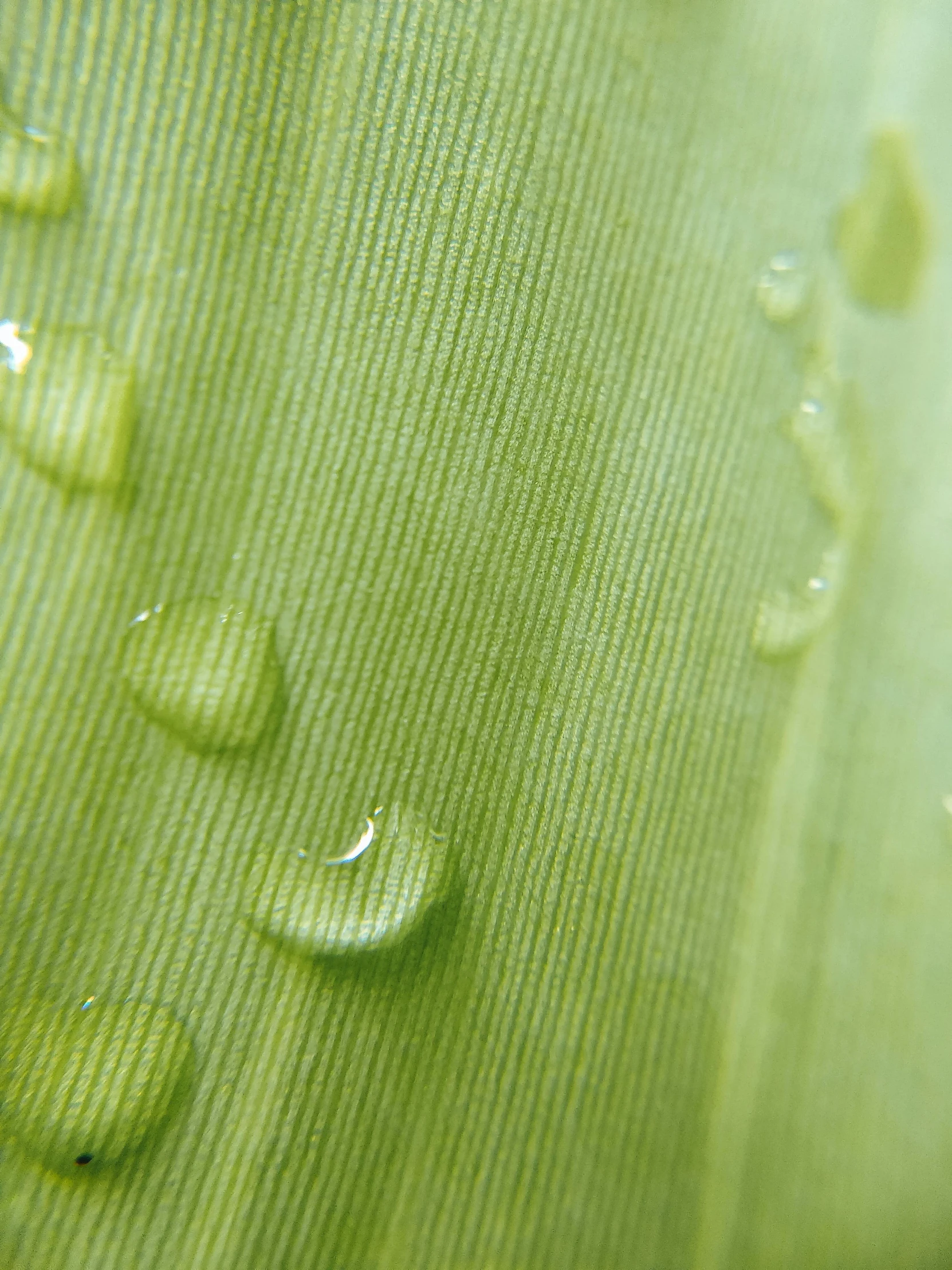 a close up of water droplets on a leaf, by Louisa Puller, corn, smooth clean texture, promo image