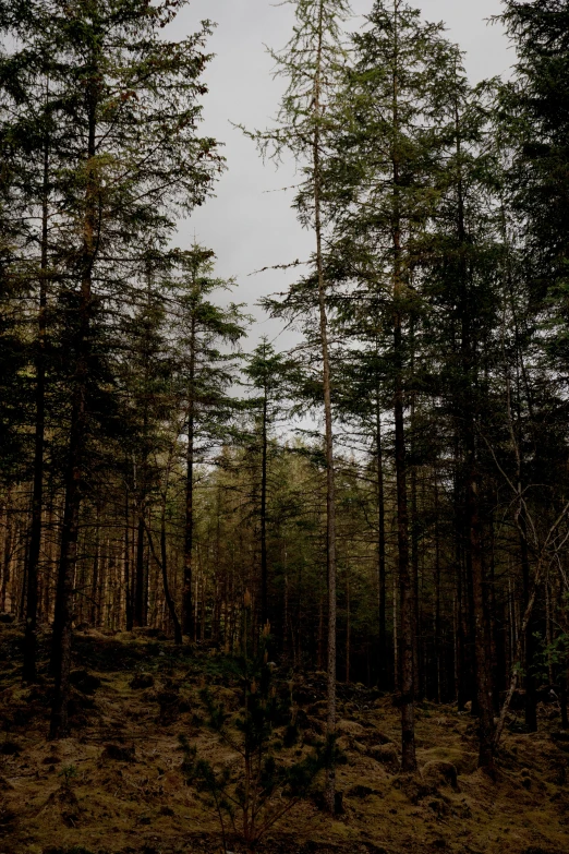 a forest filled with lots of tall trees, an album cover, by Else Alfelt, unsplash, scotland, ((trees)), dark pine trees, early evening