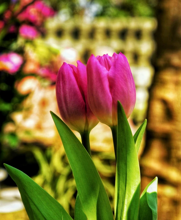 two pink tulips in a vase on a table, by Sam Dillemans, pixabay contest winner, renaissance, flowers in a flower bed, today\'s featured photograph 4k, upright, islamic