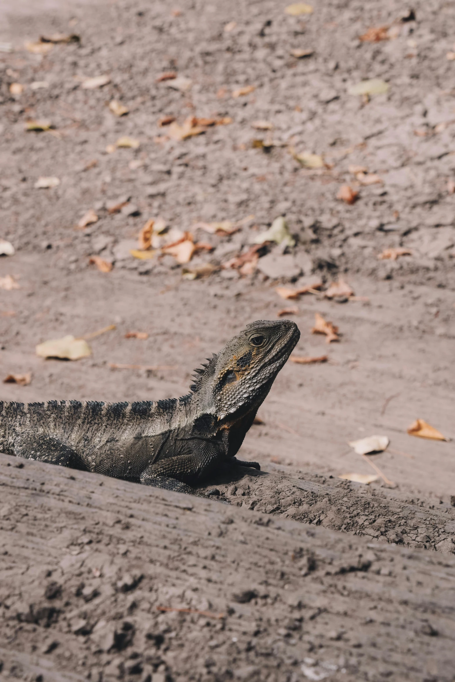 a lizard sitting on top of a sandy beach, dry river bed, curved horned dragon!, roaming the colony, grey