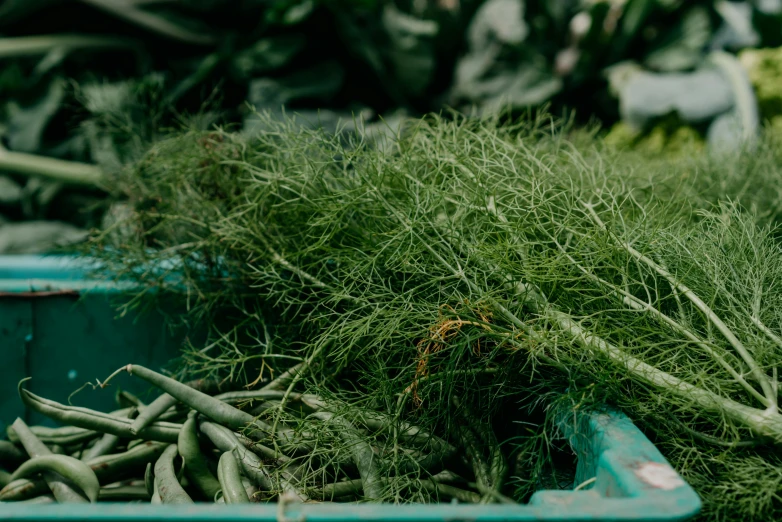 a pile of green beans sitting on top of a table, unsplash, covered in plants, plume of seaweed, farms, profile image