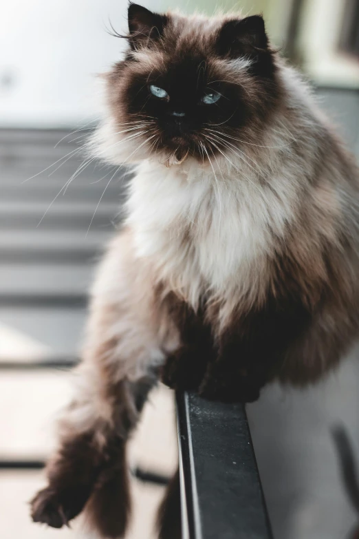 a fluffy cat sitting on top of a window sill, by Niko Henrichon, trending on unsplash, aesthetic siamese cat, regal pose, catwalk photo, intimidating stance