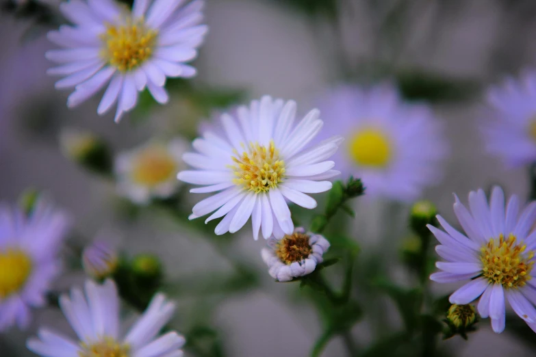 a bunch of white flowers with yellow centers, a macro photograph, by Carey Morris, unsplash, second colours - purple, ari aster, shot on sony alpha dslr-a300, white and pale blue